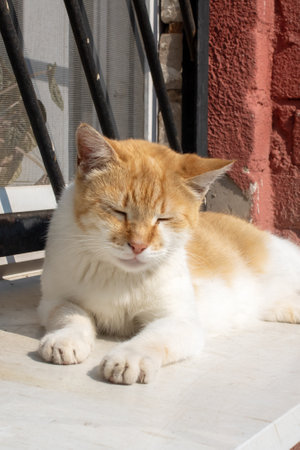 Ginger stray cat basking in the sun close upの写真素材