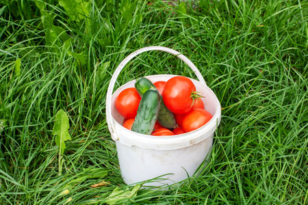 Small bucket with tomatoes and cucumbers on grass close upの写真素材