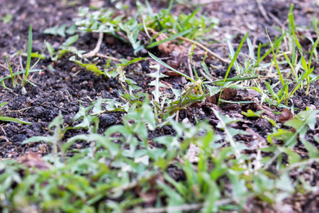 Young green blades of grass close up, macrophoto