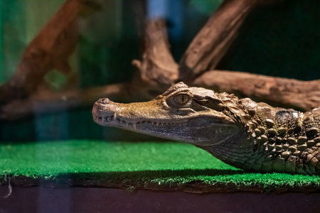 Crocodile on green grass in the dark close upの写真素材