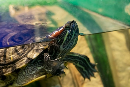 Two yellow turtles in a terrarium close up
