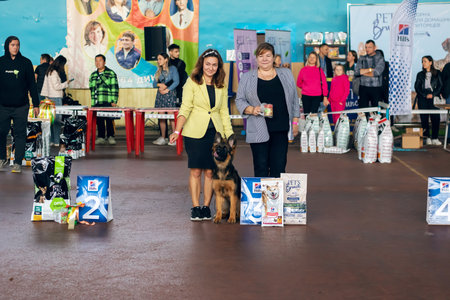 Belarus, Minsk - 14 October, 2023: German Shepherd at the Dog Show close upのeditorial素材