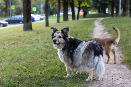 Two dogs in autumn park close up portraitの写真素材