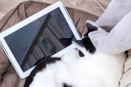 A white cat looking at a tablet screen close upの写真素材