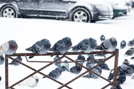 Pigeons on the fence in the snow close upの写真素材