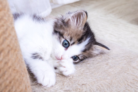A little kitten plays with a scratching post close upの写真素材