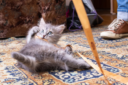 Gray fluffy kitten playing with a ribbon close upの写真素材