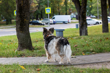 Gray dog in autumn park close up portraitの写真素材
