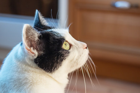 Black and white cat at home close up portraitの写真素材