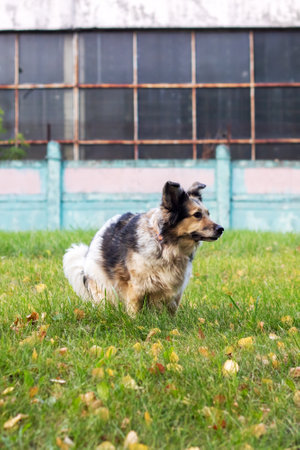 A dog standing on the lawn in the parkの写真素材