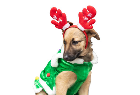 Dog in New Years costume isolated on white backgroundの写真素材