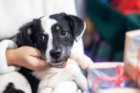 Black and white puppy being held close upの写真素材