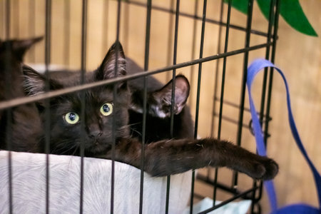 Black fluffy kitten with yellow eyes close upの写真素材
