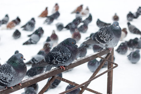 Pigeons on the fence in the snow close upの写真素材