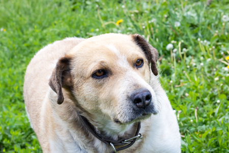 Cheerful white dog on grass close up portrait