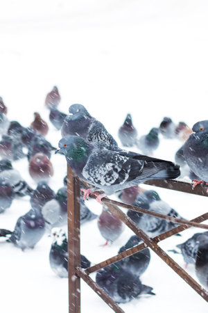 Pigeons on the fence in the snow close upの写真素材
