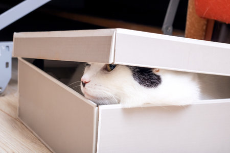 White fat cat sitting in a box close upの写真素材