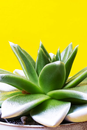 Green leaves of echeveria plant on a yellow backgroundの写真素材