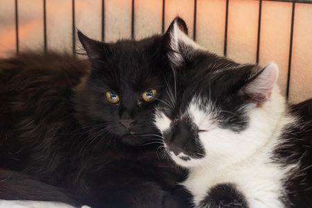 Two cute kittens in a cage close up