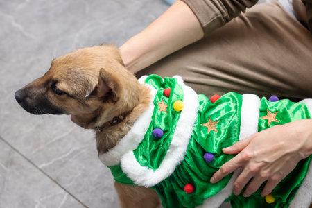 Dog in New Year's costume at home close upの写真素材
