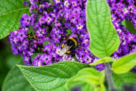 Bumblebee on a purple flower in springの写真素材