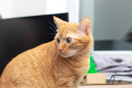 Big ginger cat close up portrait at homeの写真素材