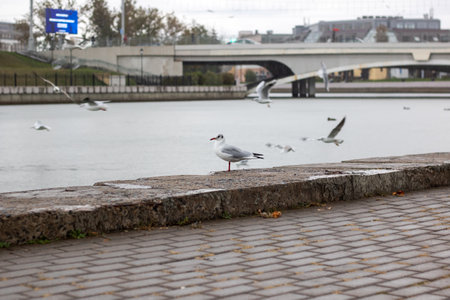 Seagulls on the river embankment in the city in the rainの写真素材