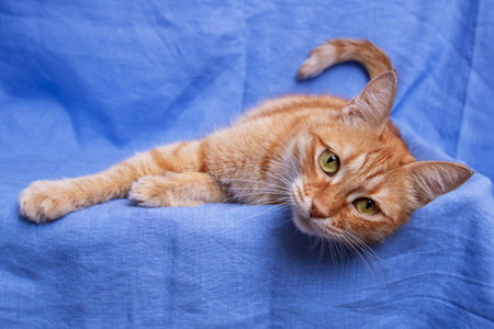 Ginger cat lying on blue background close upの写真素材