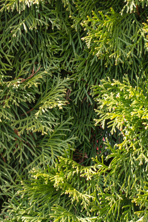 Green thuja branches close up, background or textureの写真素材