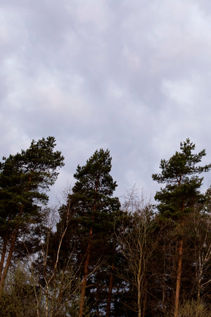Blue and pink clouds in the evening sky, nature backgroundの写真素材