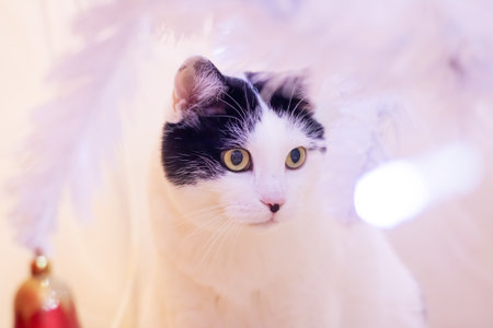 Cat among blurred white branches portrait close upの写真素材