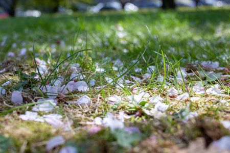 White sakura petals on green grass closeup