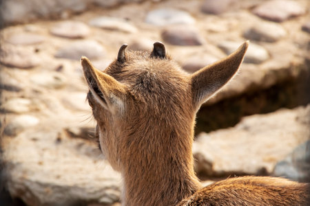 Ears and antlers of a fawn from the backの写真素材