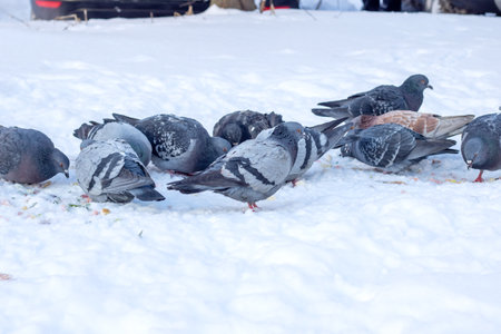Flock of Birds Standing on Snow-Covered Ground close upの写真素材