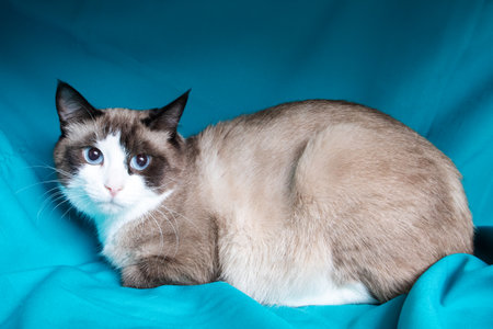Gray cat with blue eyes portrait on blue background close upの写真素材