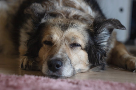 Gray dog sleeping on the floor of the houseの写真素材