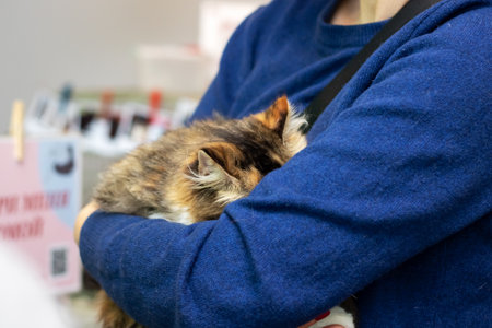 Kitten in the arms of a girl close upの写真素材