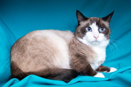 Gray cat with blue eyes portrait on blue background close upの写真素材