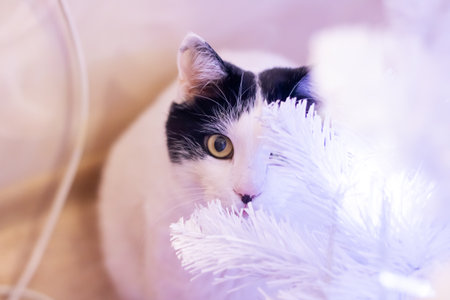 Cat among blurred white branches portrait close upの写真素材
