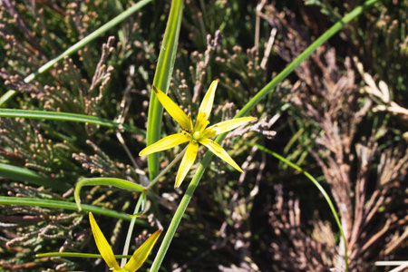 Small yellow flower on the ground among green leavesの写真素材