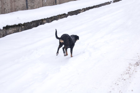 Black dog running in the snow close upの写真素材