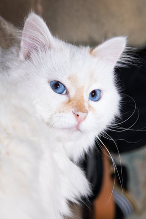 White cat with blue eyes close up portraitの写真素材