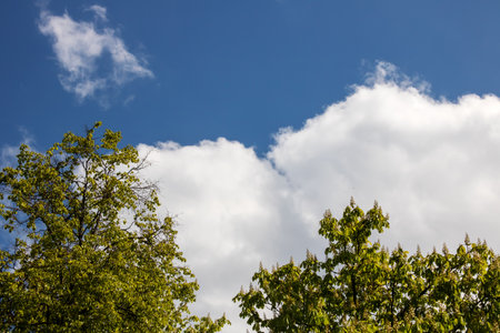 Green treetops on blue sky background close upの写真素材