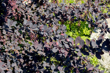 Small black leaves of an exotic plant close upの写真素材