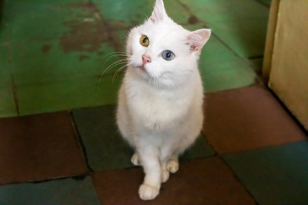 White cat with different eyes closeup, funny emotionの写真素材
