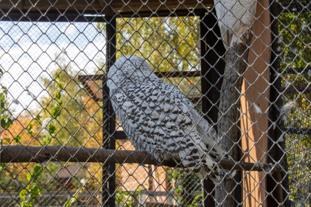 Snowy owl on a branch behind a fence close upの写真素材