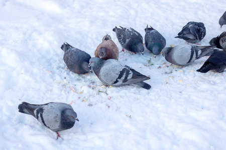 Flock of Birds Standing on Snow-Covered Ground close upの写真素材