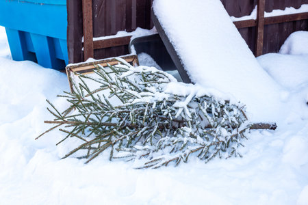 Christmas tree lying in a landfill in the snowの写真素材