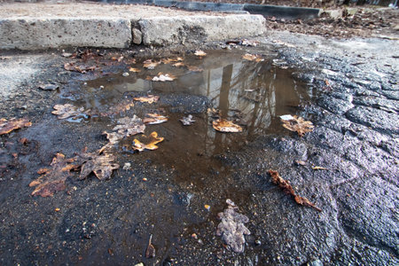 Yellow autumn leaves in a puddle close upの写真素材