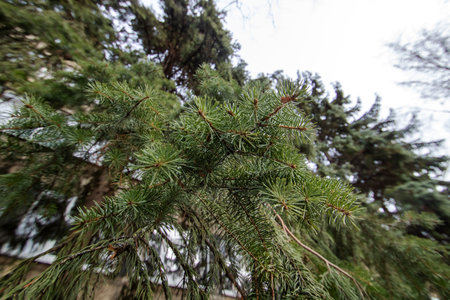 Lush branch of green spruce close up, macrophotoの写真素材
